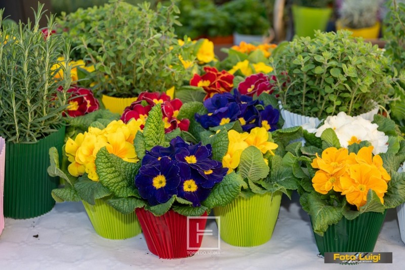 8_mart_rozice_mrkat_opatija__2_ 