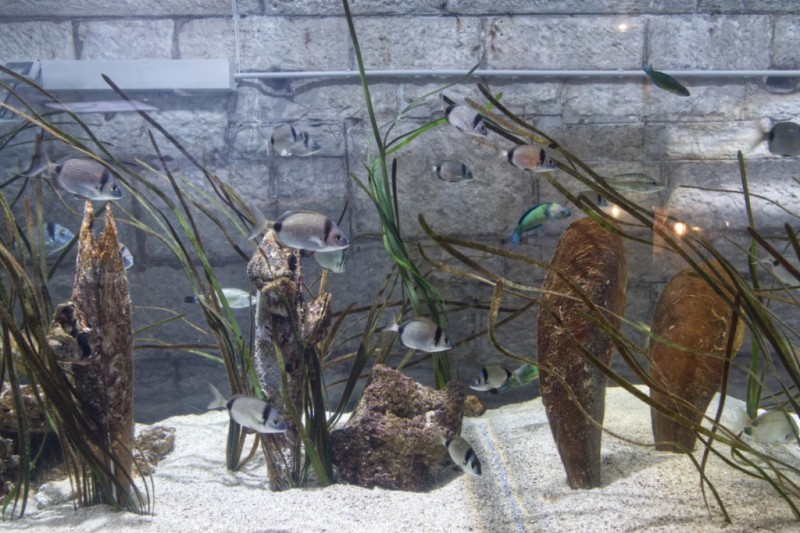 Aquarium_Pula-2_w1024-15038 