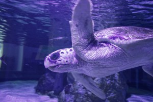 Aquarium_Pula-7 