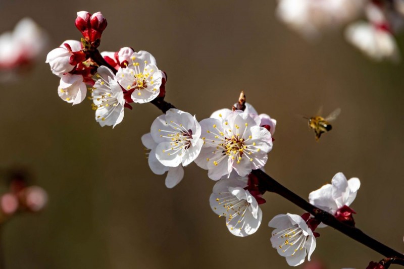 Boris-Pintar-Marelica-1536x1024 