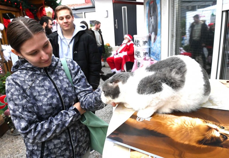 Kitten_Safe_House_2025_Advent_cat