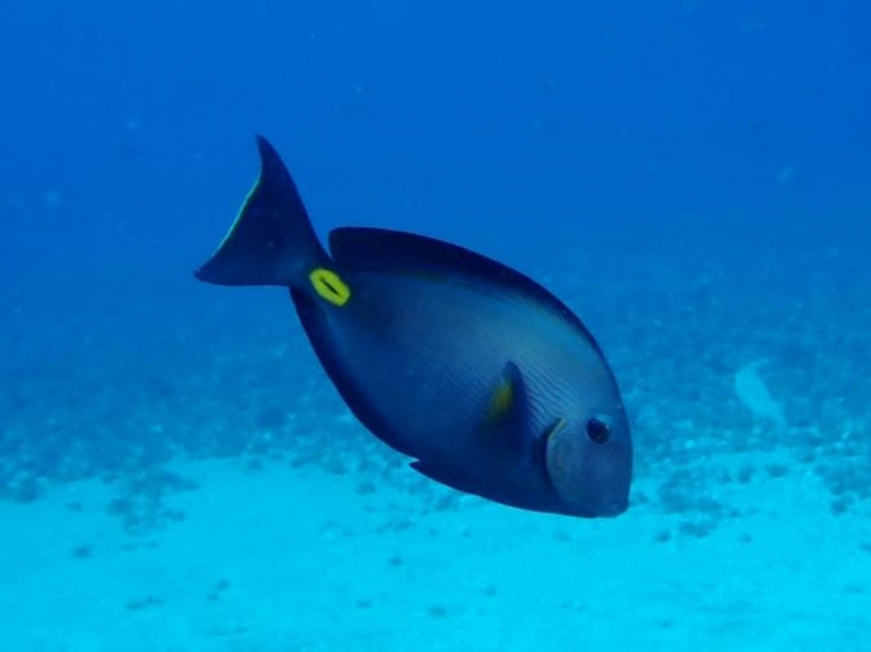 RIBA_KIRURG_Pero_Ugarkovic 