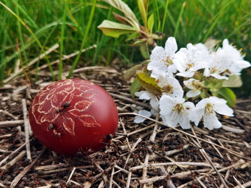 Zaboravljeni-uskrsni-obicaj_foto_Zvjezdana_Posmuga 