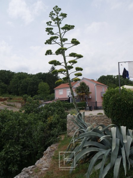 agava_mihotici_2025__1_ 