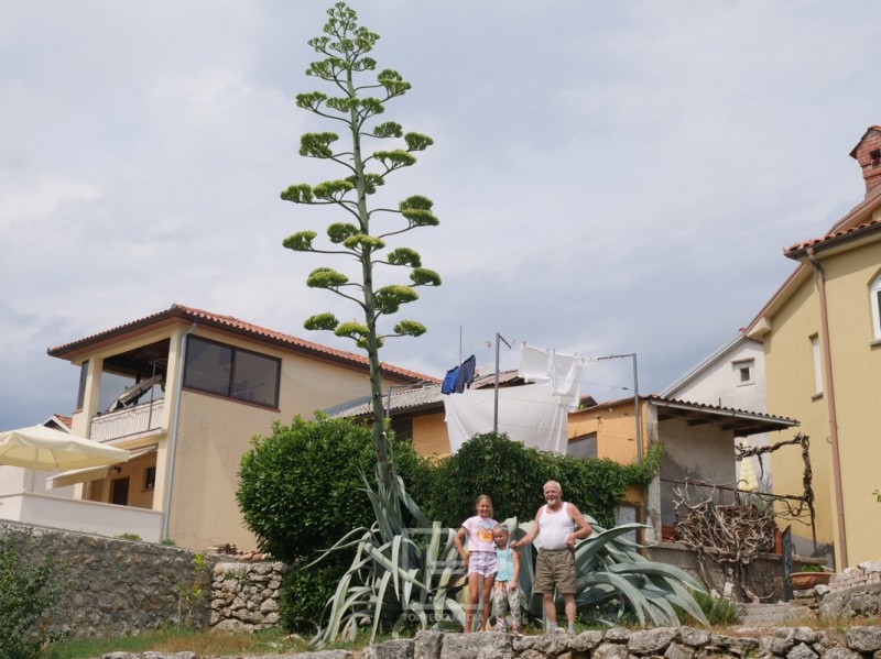 agava_mihotici_2025__2_ 