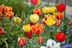 cvijece_tulipani_2023__1_ 
