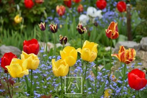 cvijece_tulipani_2023__2_ 