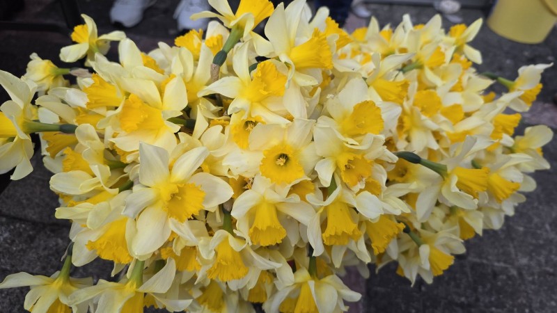 dan_narcisa_opatija_2026__1_ 