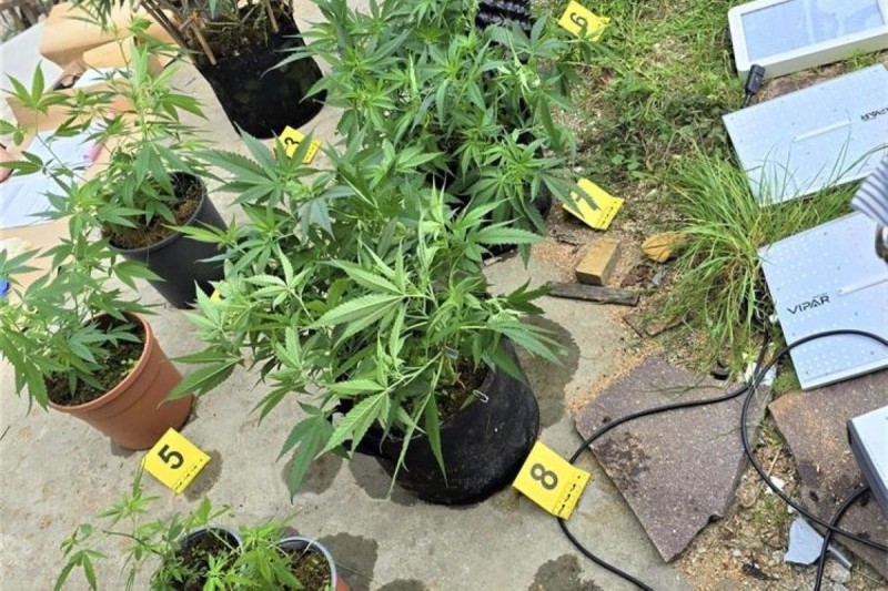 indijska_konoplja_foto_pu_primorsko-goranska_ 