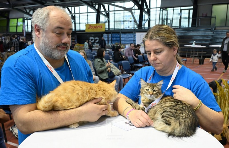 izlozba_macaka_rijeka_2026__12_ 