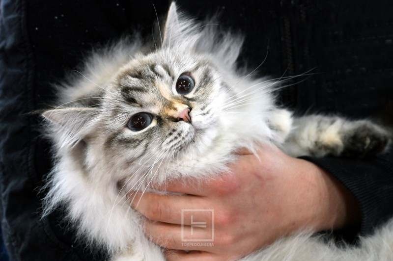 izlozba_macaka_rijeka_2026__25_ 