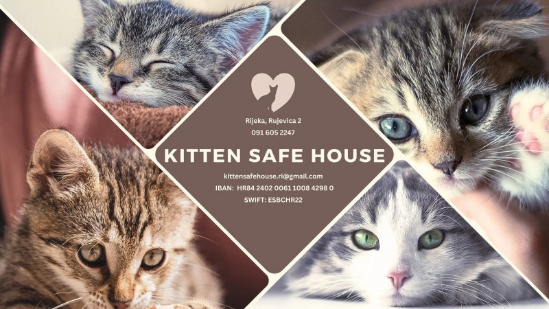 kitten_safe_house-04639