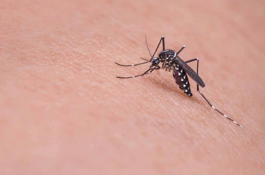 komarac-zaprasivanje 