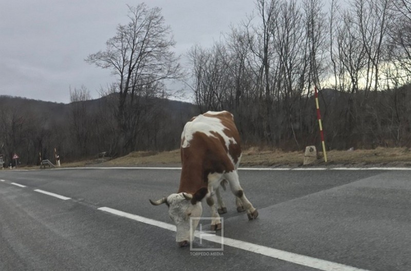 krave_cesta_prometnica 