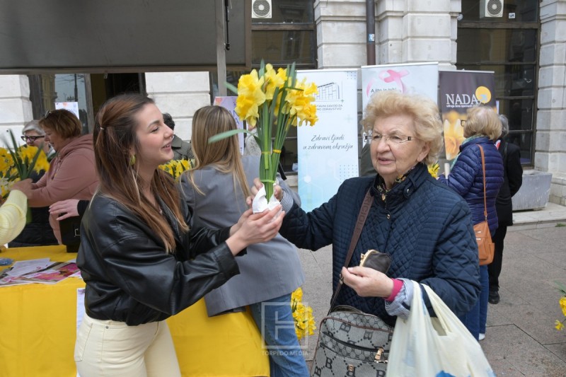 narcisi_korzo_2026__2_ 