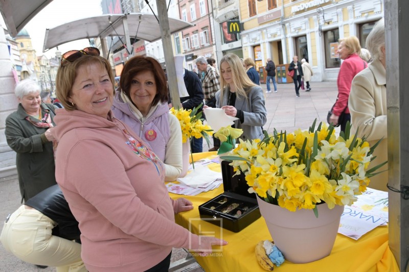 narcisi_korzo_2026__5_ 