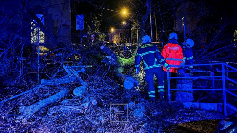 opatija_stablo_intervencija_2026__2_