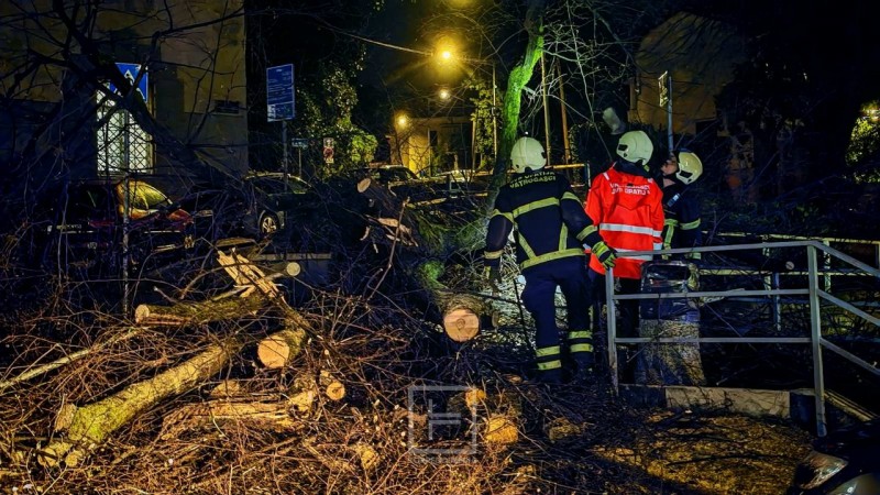 opatija_stablo_intervencija_2026__4_