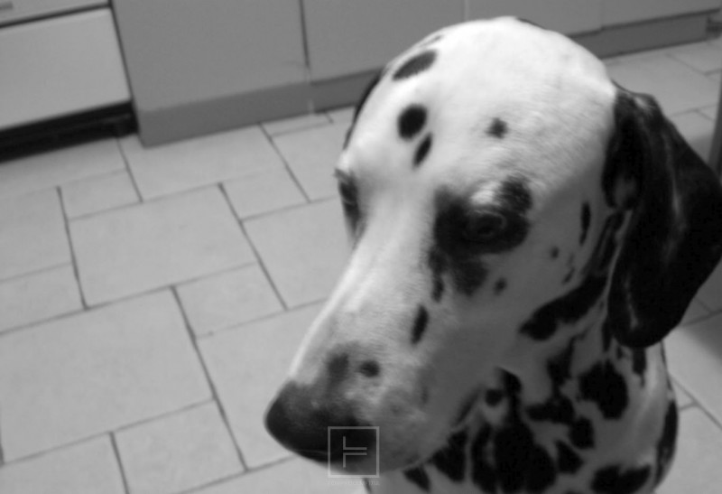 pas_dalmatiner_dalmatinac 