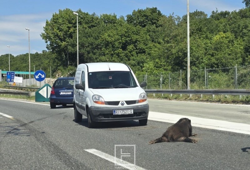 prometna_divlja_svinja_