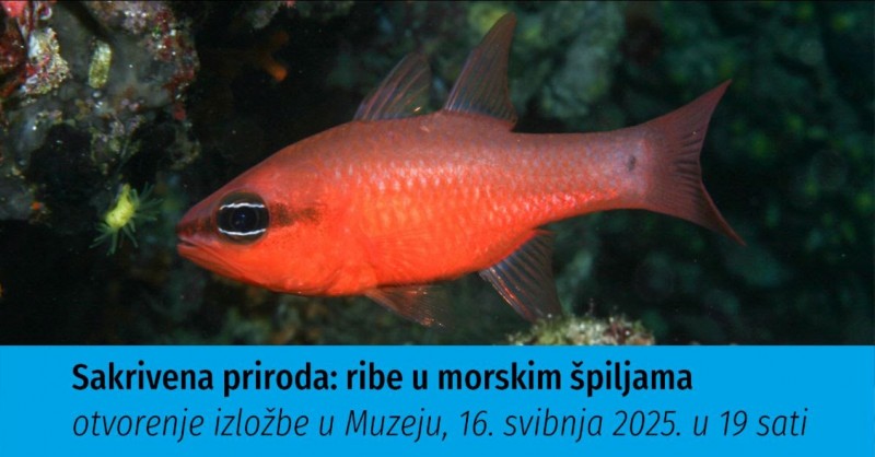ribe_u_morskim_spiljama