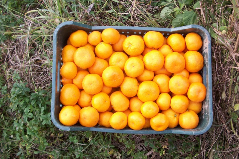 zeleni_kastav_mandarine_02 