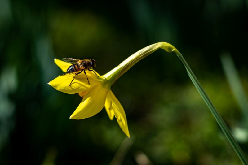 zelimir_vuletic_pcela_i_narcis 