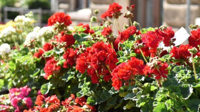 Tradicionalni jesenski Sajam cvijeća u Kostreni održat će se ovog petka