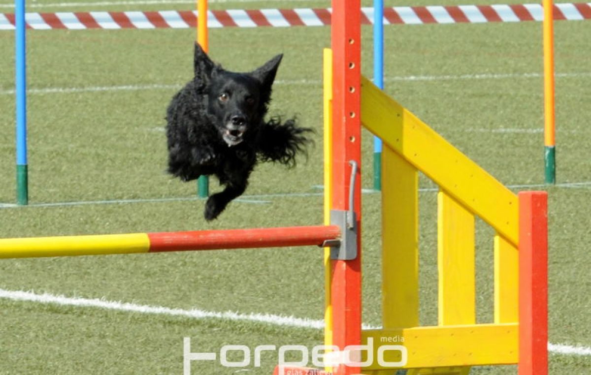 FOTO Prekrasni i inteligentni psi osvojili stadion Kantrida – Održano agility natjecanje @ Rijeka