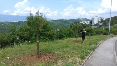 Poklonite stablo gradu – Udruga Zlatni ljudi već 12 godina kontinuirano donira drveće i obogaćuje zelene površine @ Rijeka