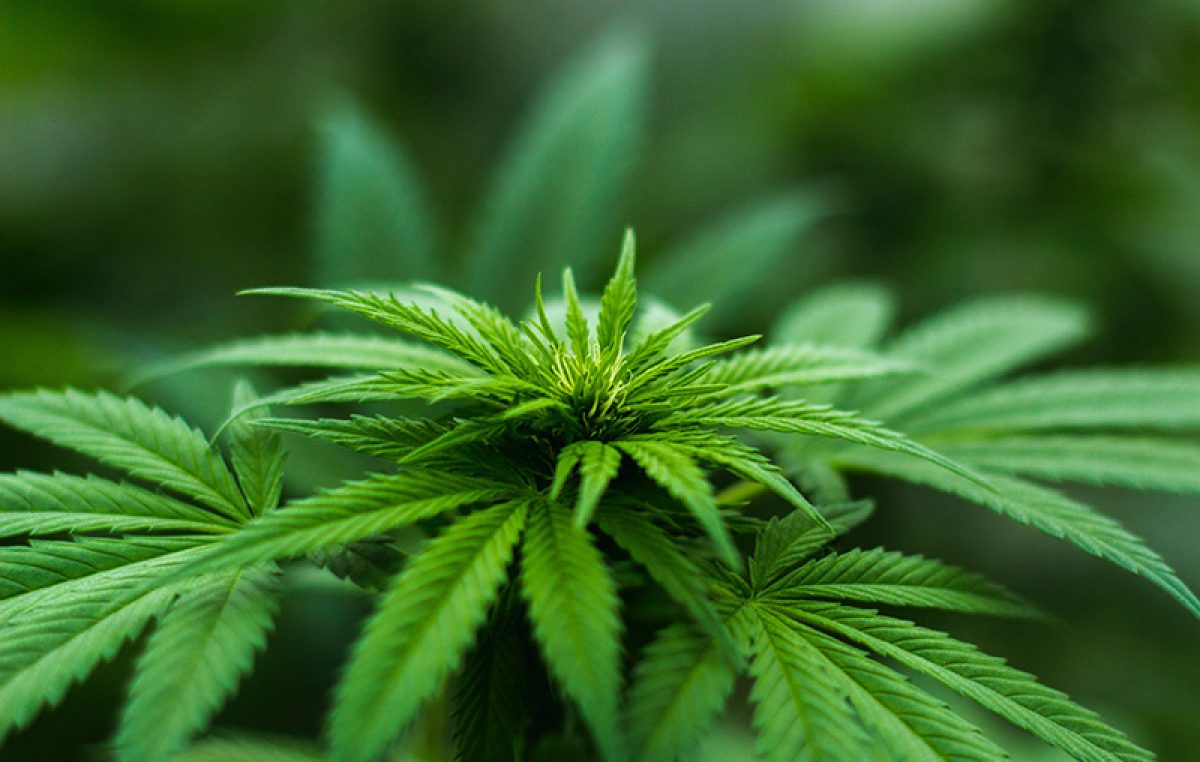 Kazneno prijavljen dvojac zbog uzgajanja marihuane na riječkom području