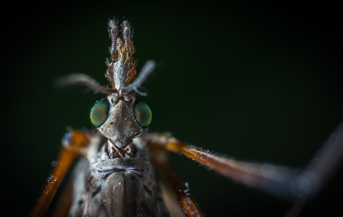 Nastavlja se rat protiv “letećih krvopija”: U četvrtak i petak zaprašivanje komaraca u više mjesnih odbora