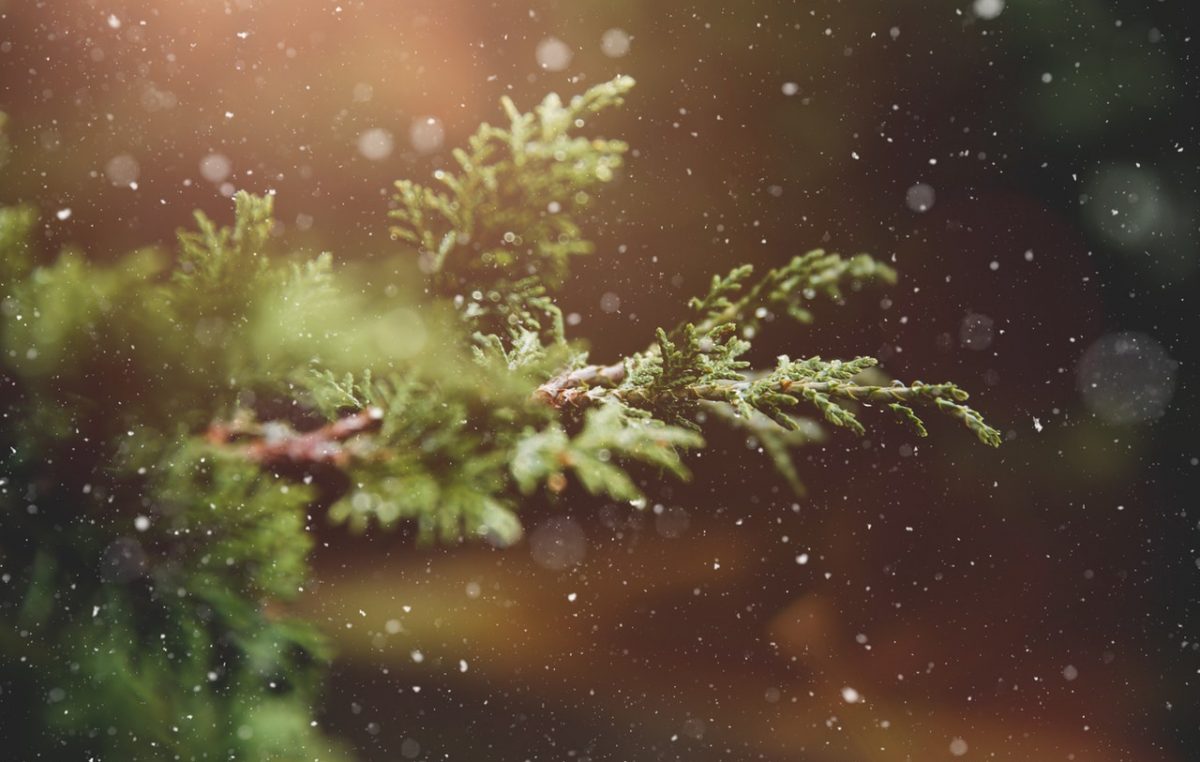 Prigodna prodaja jelki – Božićna drvca iz Gorskog kotara, Podravine i Rijeke po povoljnim cijenama na gradskoj tržnici