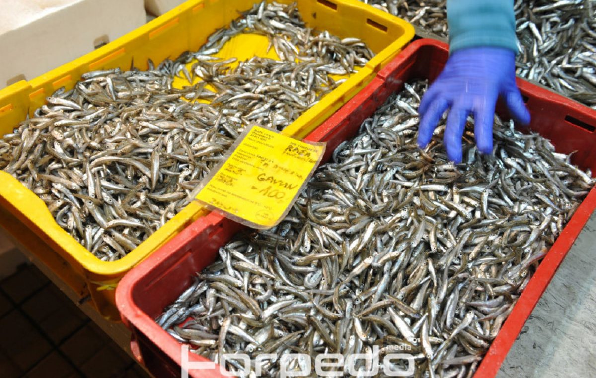 Održan sastanak ribara: Uskoro stižu novi propisi koji definiraju vaganje i prodaju proizvoda ribarstva