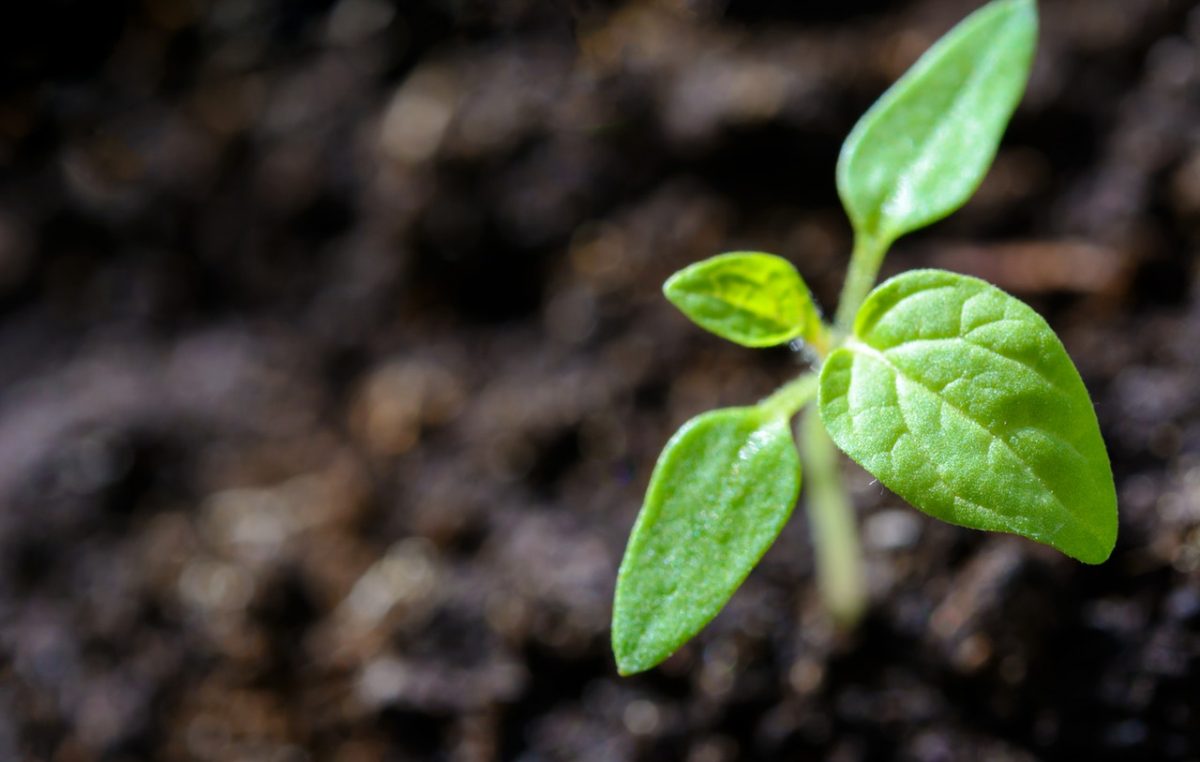 Nova zelena radionica u RiHubu na temu sjemenskih kupki i prirodnih gnojiva