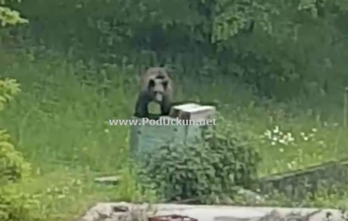 VIDEO Nesvakidašnji gost – Mali medvjedić u điru po Mučićima