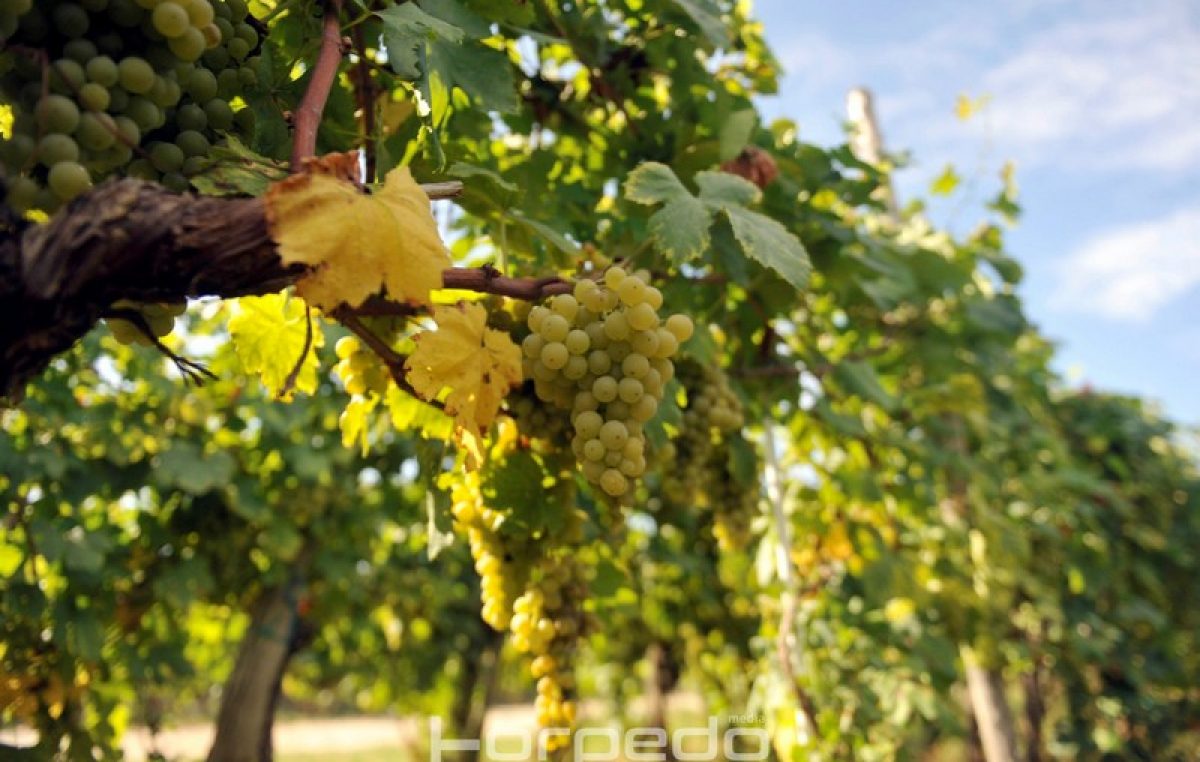 “Vina Kvarnera u Sloveniji” – Uspješna virtualna degustacija i promocija kvarnerskih vinskih sorti