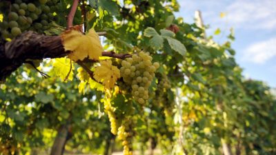 “Vina Kvarnera u Sloveniji” – Uspješna virtualna degustacija i promocija kvarnerskih vinskih sorti