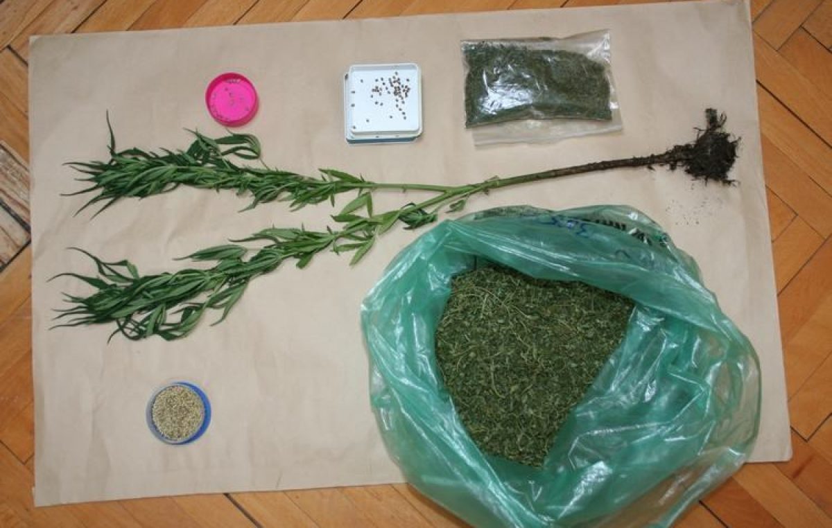 U pretrazi kuće policija mu našla pola kile ‘trave’ i stabljiku indijske konoplje