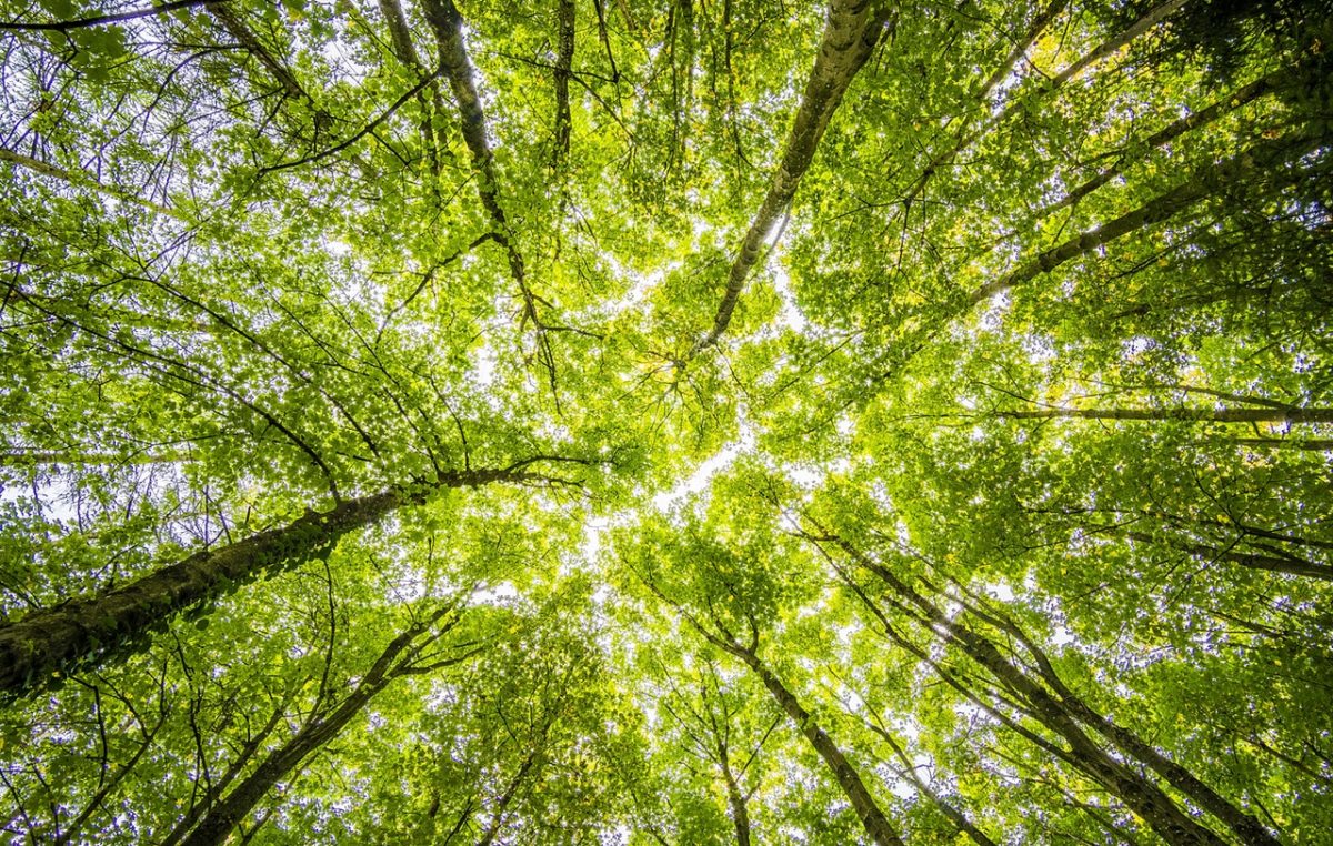 Uređenje okoliša i borba protiv klimatskih promjena: Grad Rijeka uključit će se u akciju ‘Zasadi drvo, ne budi panj!’
