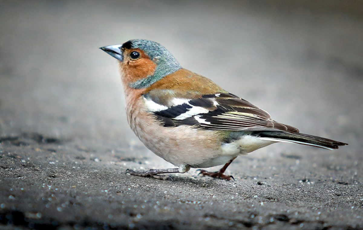 Novi Retox danas u RiHub donosi predavanje o važnosti ptica u urbanim sredinama