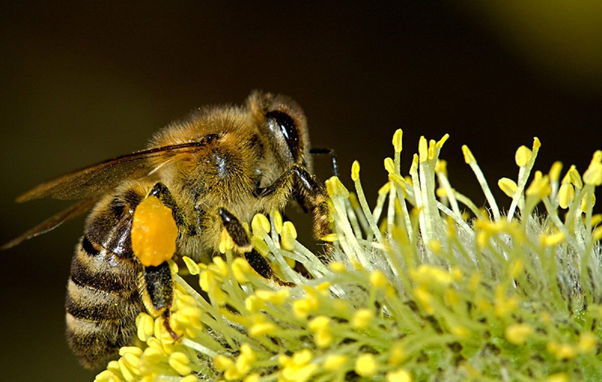 Projekt Zeleni gradski otoci Rijeke 2020 EPK – Radionica izrade hotela za pčele i predavanje o kućnom kompostiranju sutra u Osnovnoj waldorfskoj školi