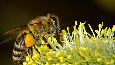 Projekt Zeleni gradski otoci Rijeke 2020 EPK – Radionica izrade hotela za pčele i predavanje o kućnom kompostiranju sutra u Osnovnoj waldorfskoj školi