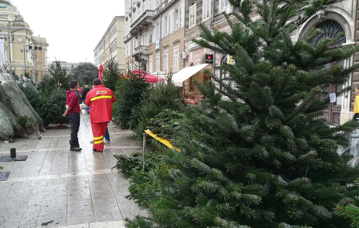 Riječka Čistoća od sutra organizirano prikuplja božićna drvca