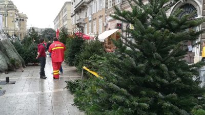 Riječka Čistoća od sutra organizirano prikuplja božićna drvca
