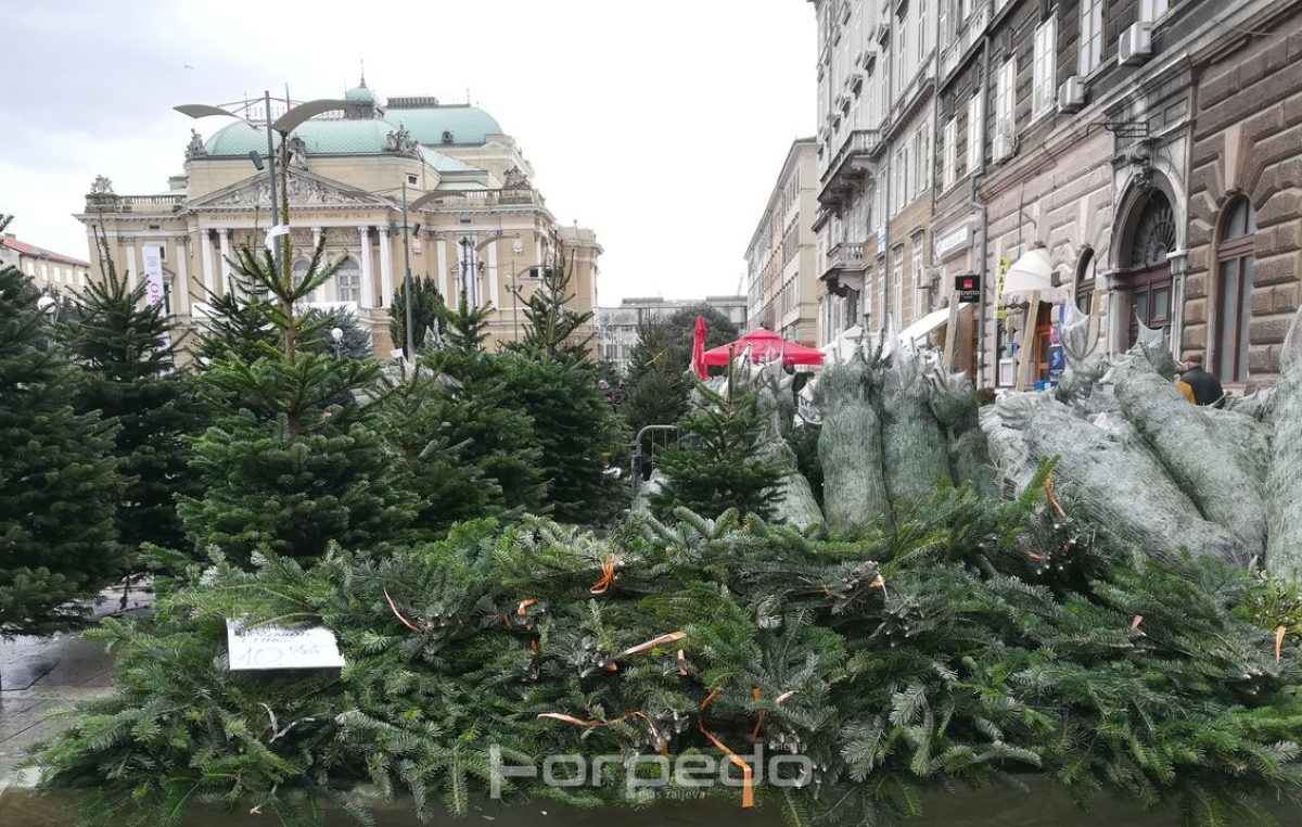 FOTO Krenula prodaja božićnih drvca – Cijene najljepših i najvećih jelki kreću se i do tisuću kuna