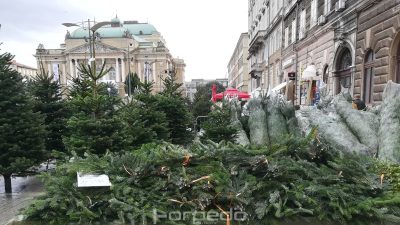FOTO Krenula prodaja božićnih drvca – Cijene najljepših i najvećih jelki kreću se i do tisuću kuna