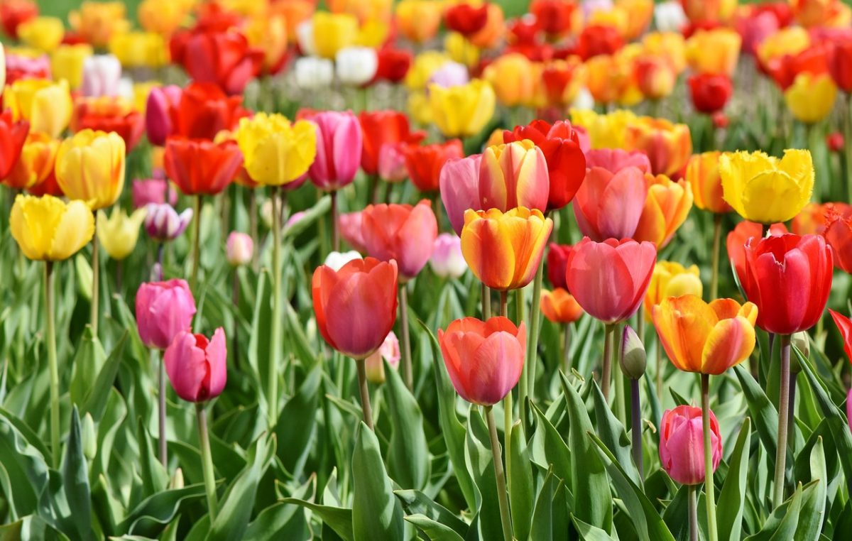 Europska prijestolnica kulture potiče bioraznolikost sadnjom 50 tisuća lukovica nizozemskog cvijeća