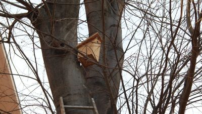 Počelo postavljanje kućica za ptice na području Školjića i Starog grada – Postavit će se 30 ‘domova’ za razne vrste