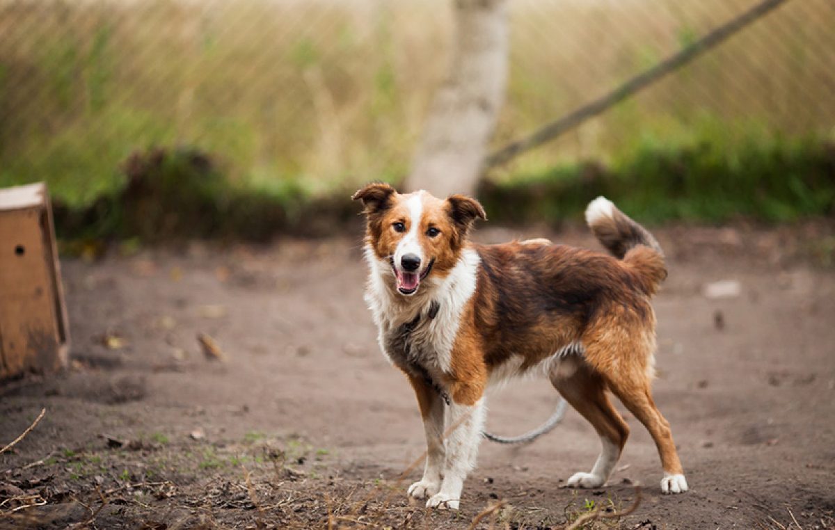 Azil za pse Društva za zaštitu životinja Rijeka treba vašu pomoć
